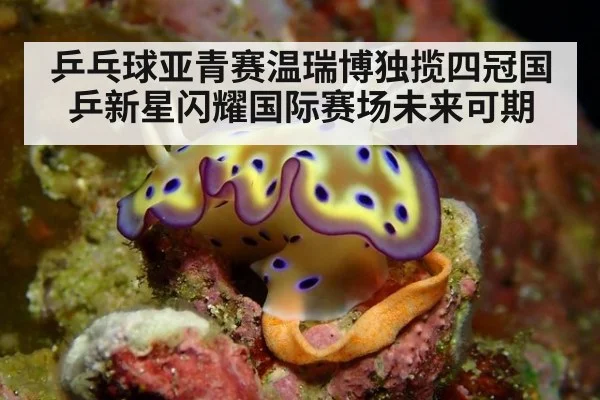乒乓球亚青赛温瑞博独揽四冠国乒新星闪耀国际赛场未来可期